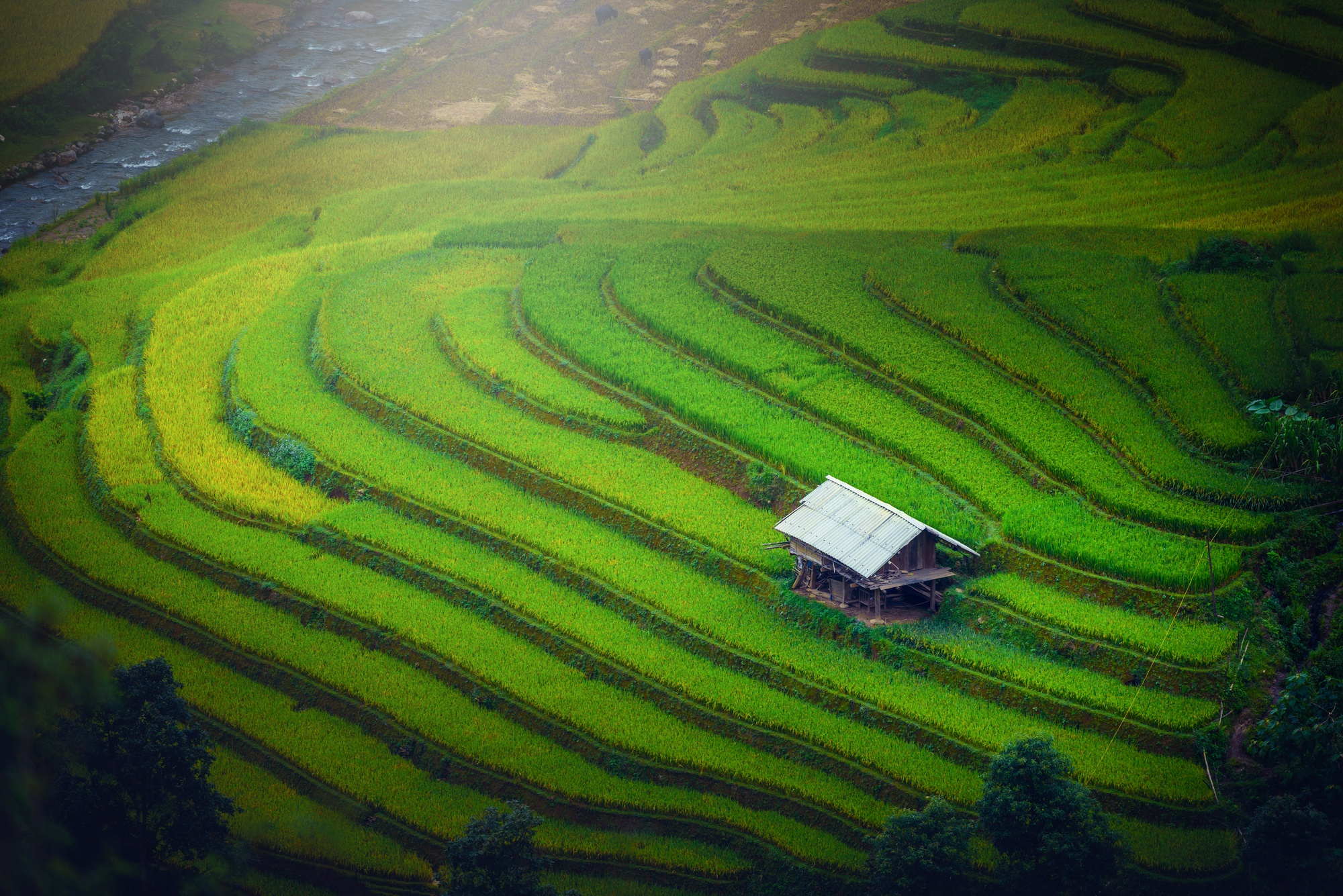 Rice Paddy Field