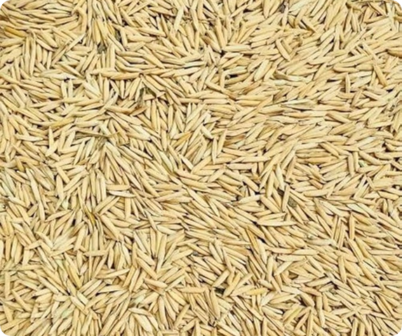 Pure Basmati Rice (1509) rice exporter premium quality